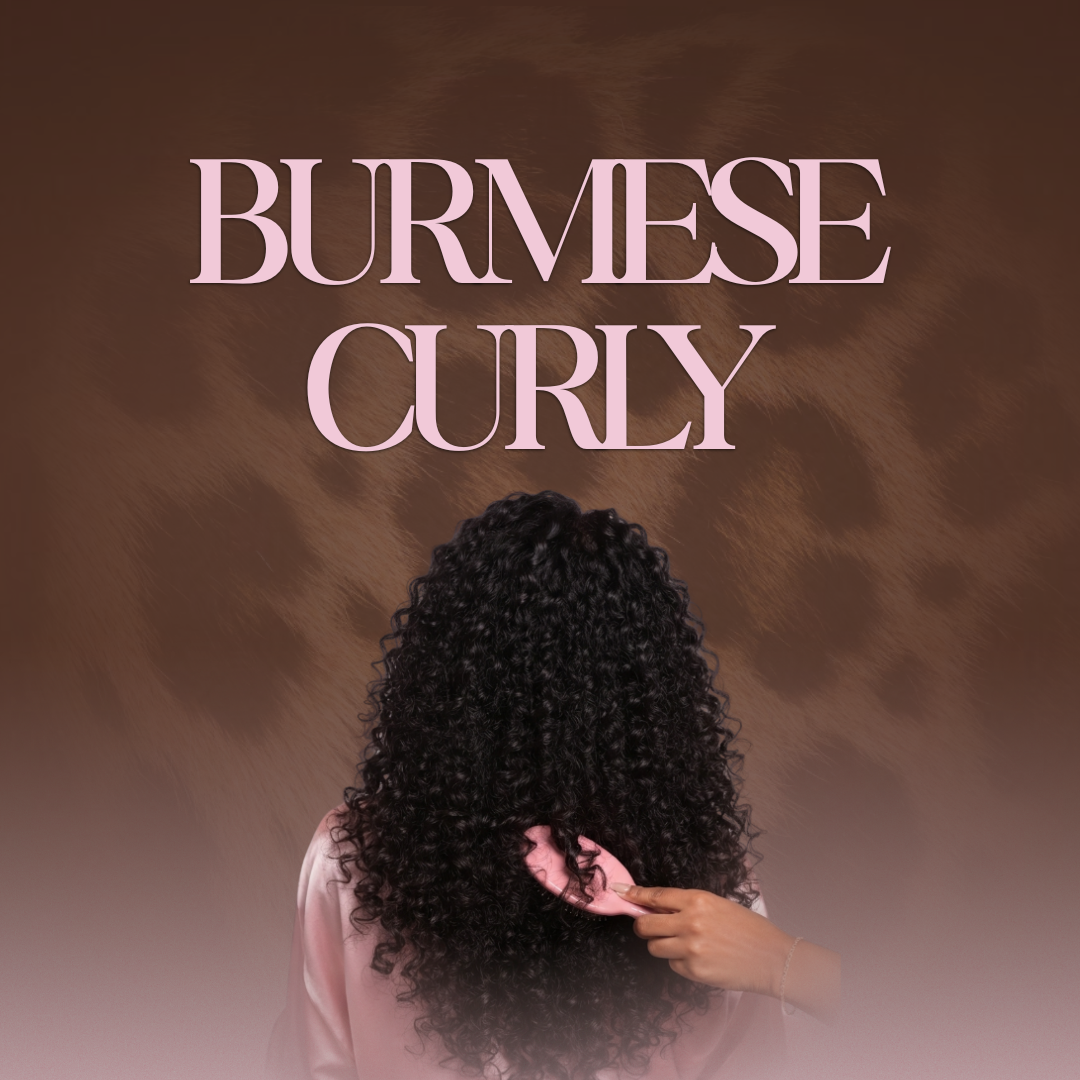 Burmese Curly